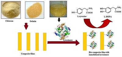 Aspergillus niger PA2 Tyrosinase Covalently Immobilized on a Novel Eco-Friendly Bio-Composite of Chitosan-Gelatin and Its Evaluation for L-DOPA Production